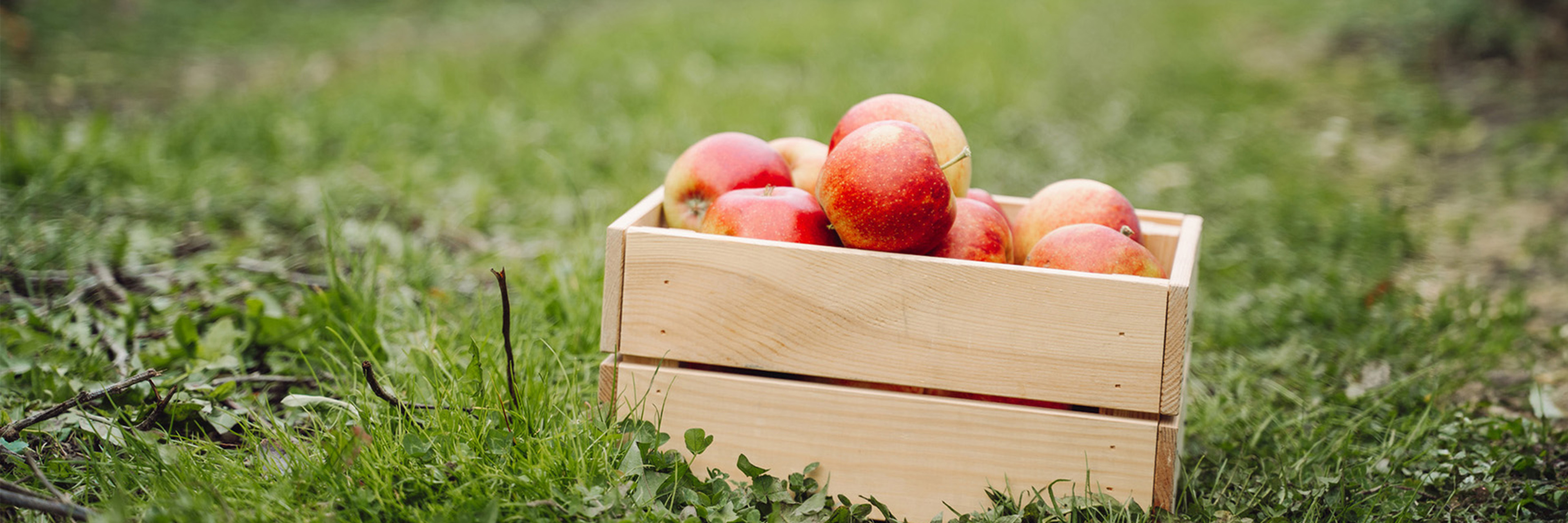A basket of just-picked apples sits in the grass, suggesting growth and harvest