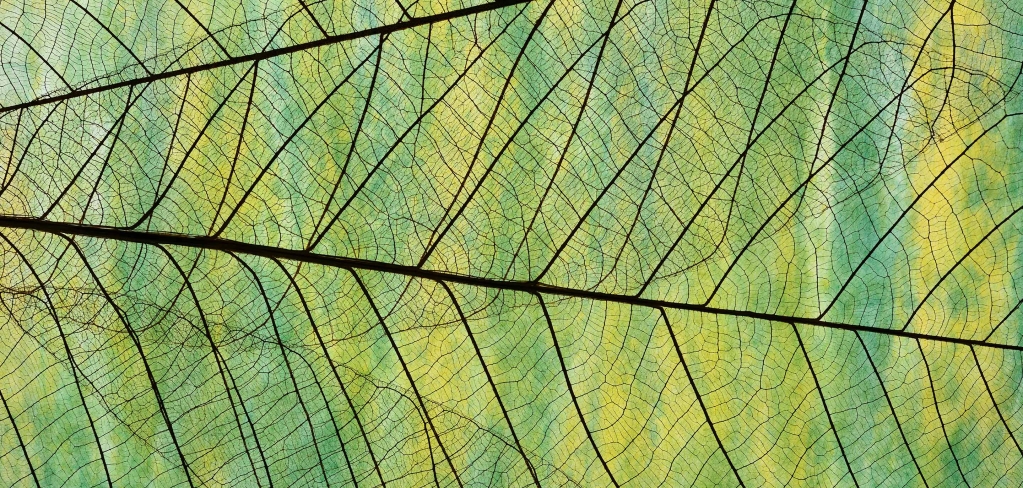 Close up of the connecting veins of a leaf as a representation of sustainability.