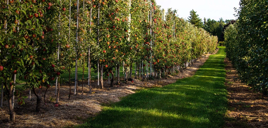 A large apple orchard frull of fruit, signifying growth 