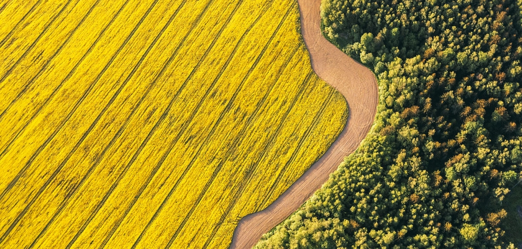 A yellow farmer's field with straight plow lines, representing community.