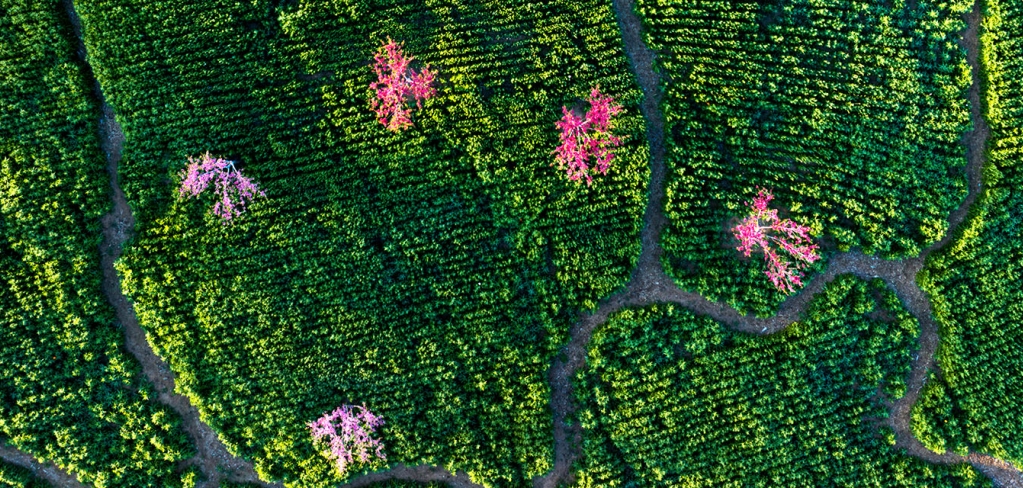 An aerial view of green trees with clusters of trees with red and pink leaves scattered throughout.