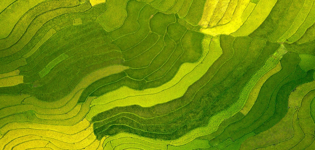 An aerial view of farm fields in shades of green, forming an intricate pattern