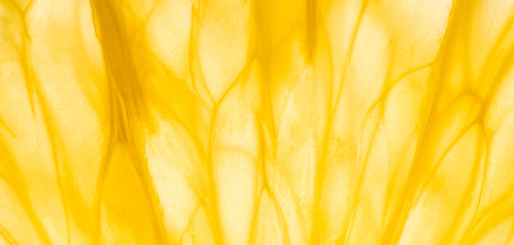 Close up view of petals of a yellow flower.