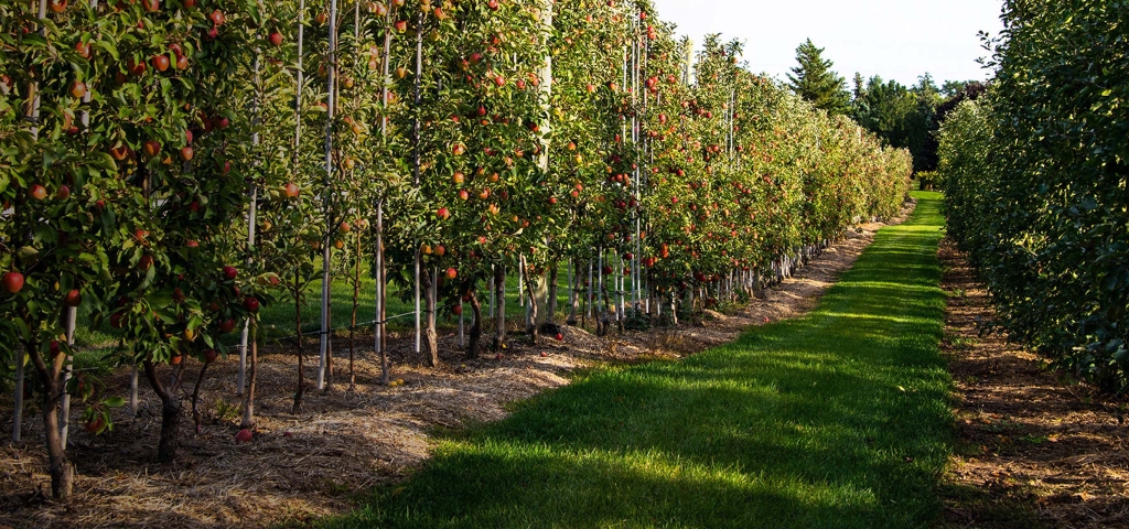 A large apple orchard frull of fruit, signifying growth 