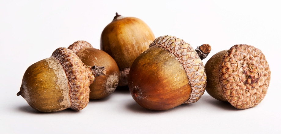 A grouping of five acorns on a white background represent how a collective group can make a difference in sustainability practices.