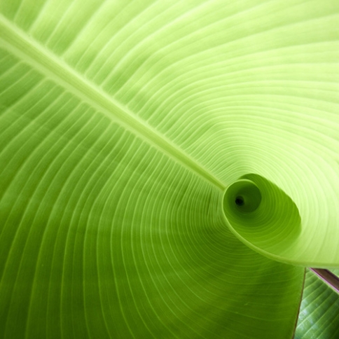 A close up of a bright green leaf showing the curved lines of its veins.